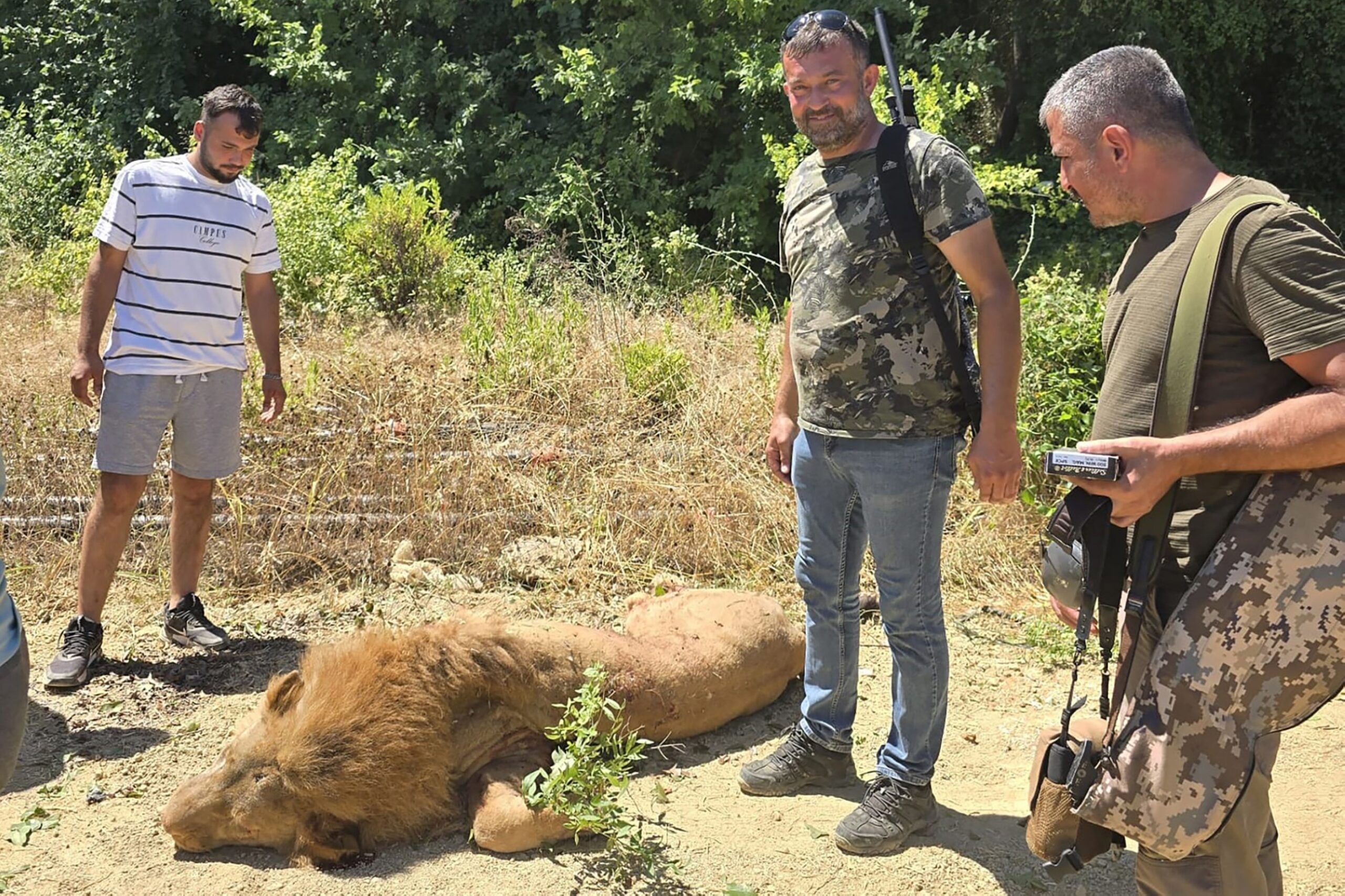 After Sssaulting a Worker in Turkey, an Escaped Lion Was Shot Dead