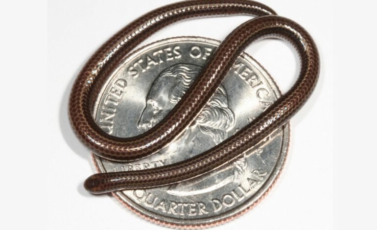 The Tiniest Snake in the World Makes a Huge Return
