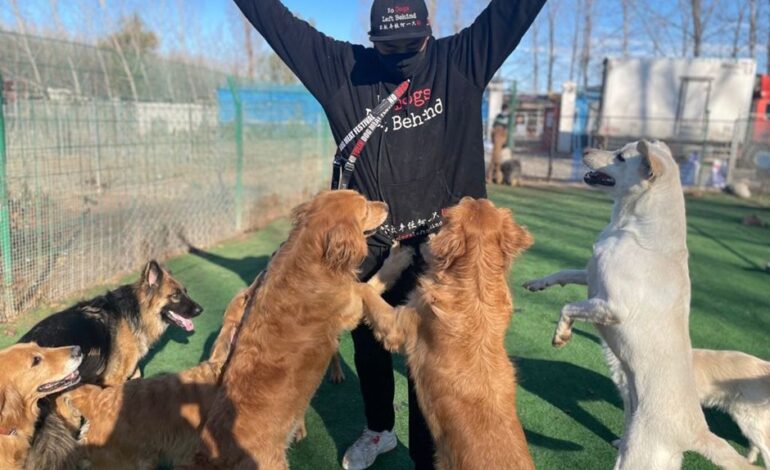 No Dogs Left Behind Adoption Process Explained Step-by-Step